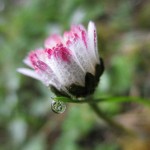 Après la pluie...