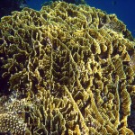 Corail