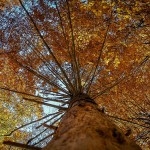 Couleurs d'automne