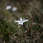 Edelweiss