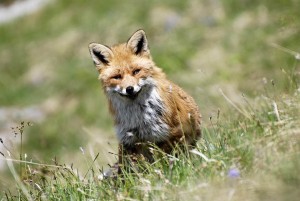 Face à face avec un Renard