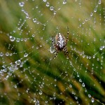 L'araignée croqueuse de rosée