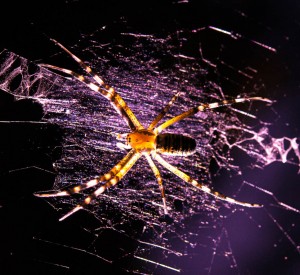 Araignée nocturne