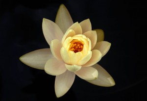 Fleur de nénuphar