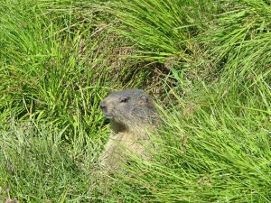 Marmotte au Col du Petit Saint Bernard