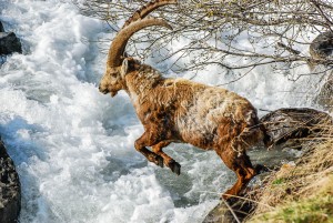 Saut