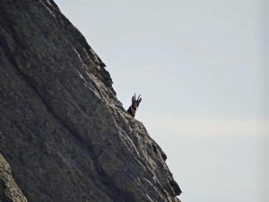 Coucou je te vois !