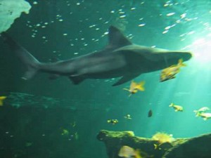 Shark