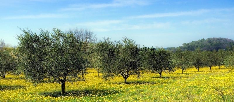 olivier-penitents-mées