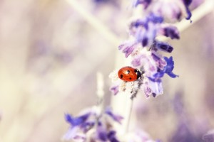 coccinelle by AquilaSol